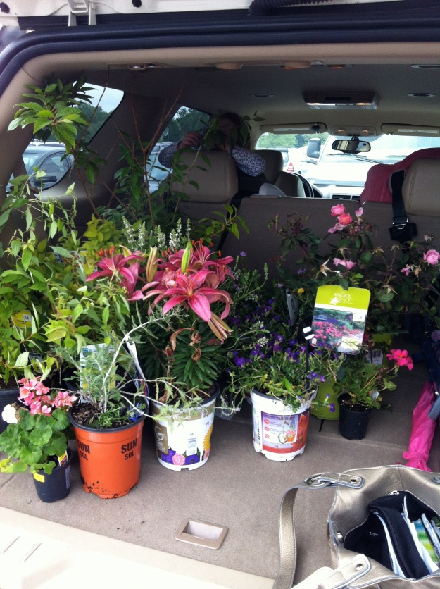 Plants from Lowes